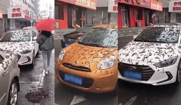 viral hujan cacing di china